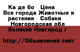 Ка де бо › Цена ­ 25 - Все города Животные и растения » Собаки   . Новгородская обл.,Великий Новгород г.